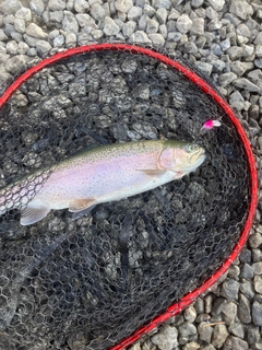 ニジマスの釣果