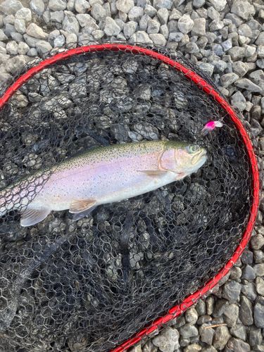 ニジマスの釣果