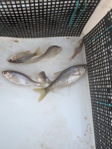 ヤリタナゴの釣果