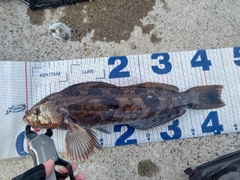 アイナメの釣果