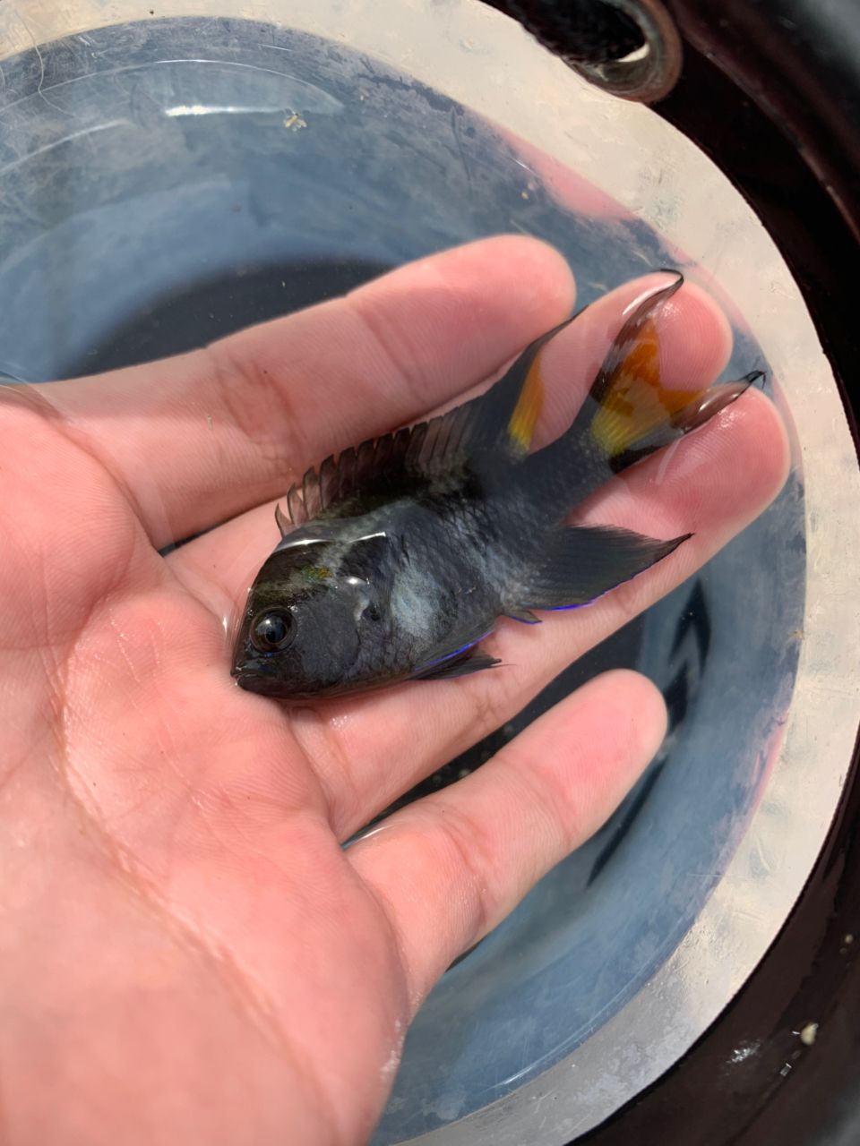 リボンスズメダイ