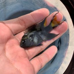 リボンスズメダイ