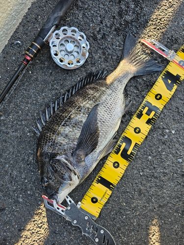 クロダイの釣果