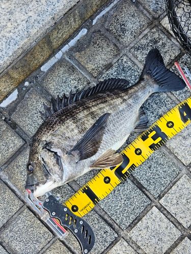 クロダイの釣果