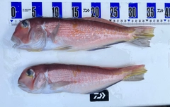 アカアマダイの釣果