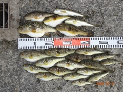 コモンフグの釣果