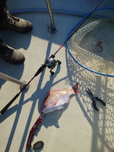 マダイの釣果