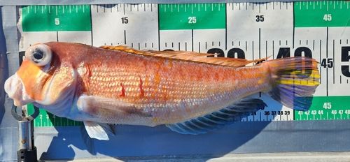 アカアマダイの釣果