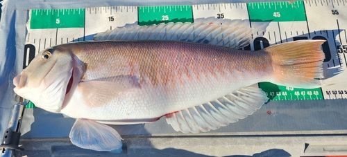 東京湾（富津〜金谷）