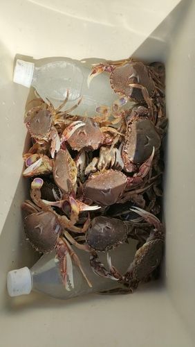 ヒラツメガニの釣果