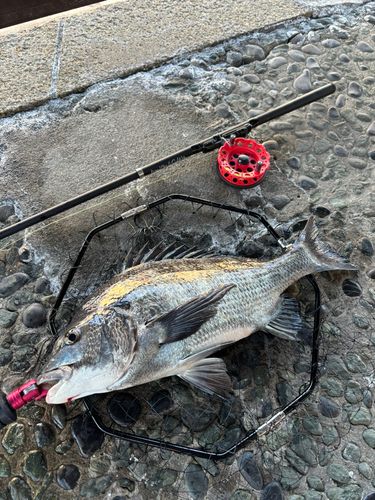 クロダイの釣果