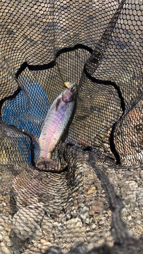 ニジマスの釣果