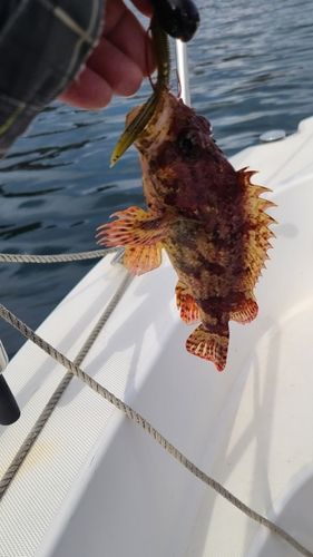 ヨロイメバルの釣果