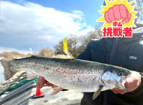 スチールヘッドの釣果