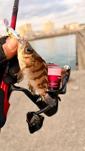 シロメバルの釣果