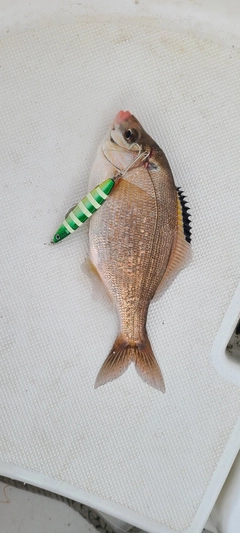 ウミタナゴの釣果