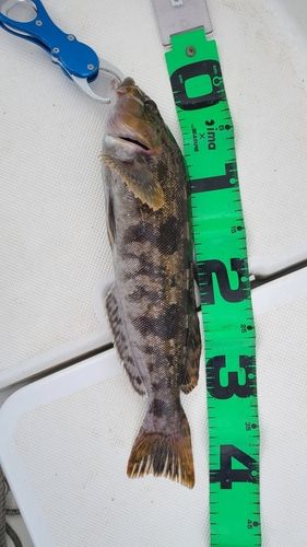 アイナメの釣果