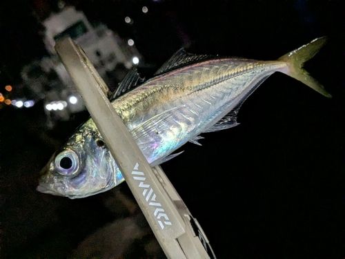 マアジの釣果