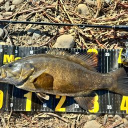 スモールマウスバス