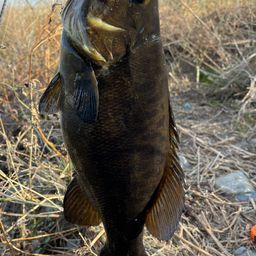 スモールマウスバス