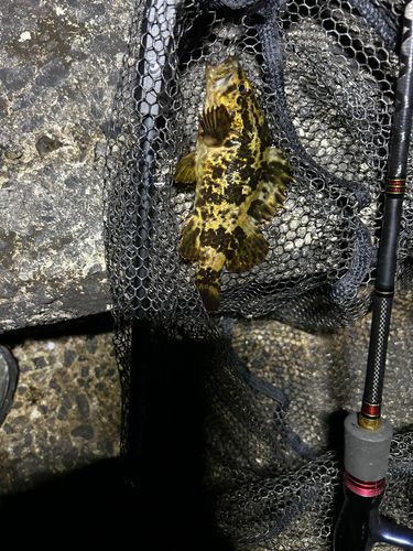 タケノコメバルの釣果