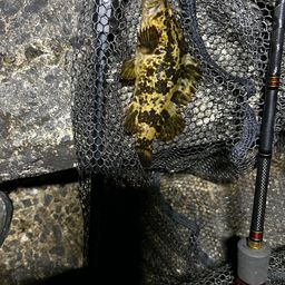 タケノコメバル