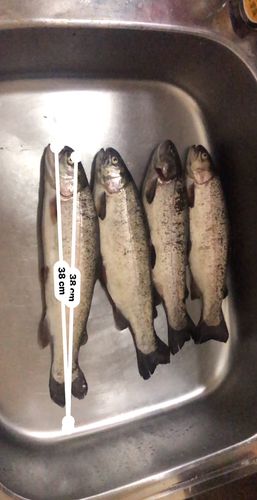 ニジマスの釣果