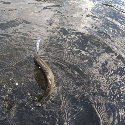 ニジマスの釣果