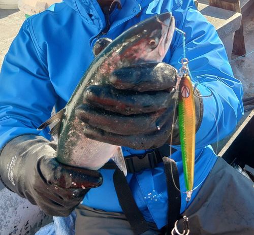 サクラマスの釣果