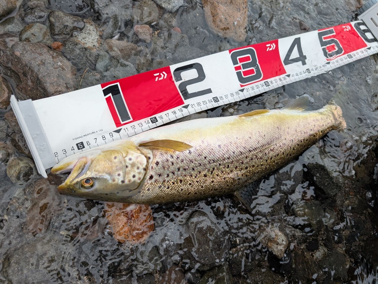 ブラウントラウト