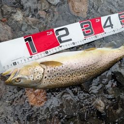 ブラウントラウト