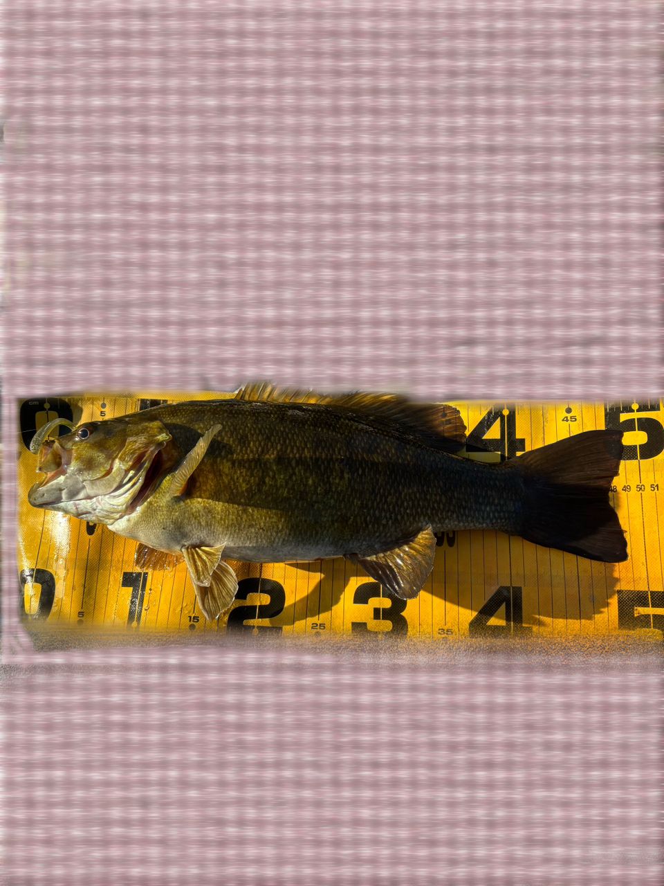 スモールマウスバス