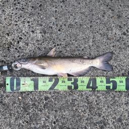 アメリカナマズ