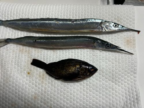 サヨリの釣果