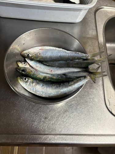 マイワシの釣果