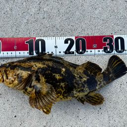 タケノコメバル