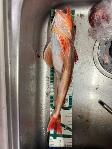 ホウボウの釣果