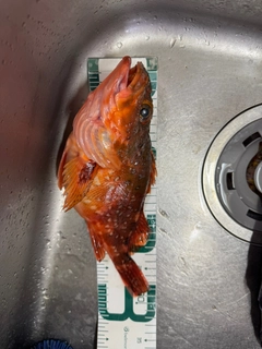 ウッカリカサゴの釣果