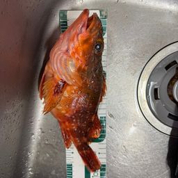 ウッカリカサゴ