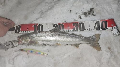 アメマスの釣果