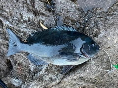 グレの釣果