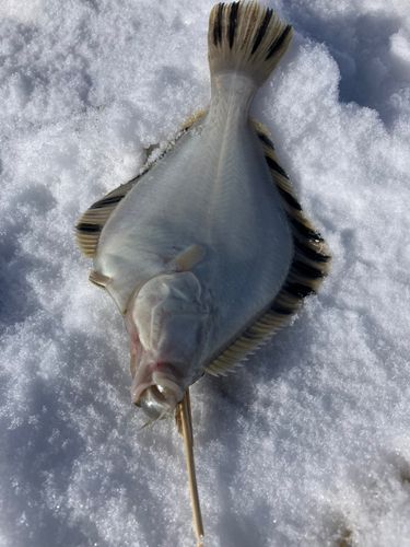 カレイの釣果