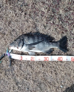 チヌの釣果
