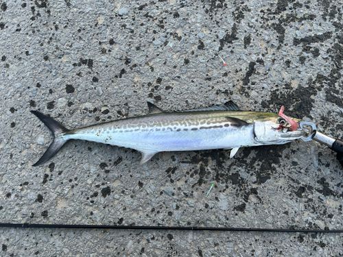 サゴシの釣果
