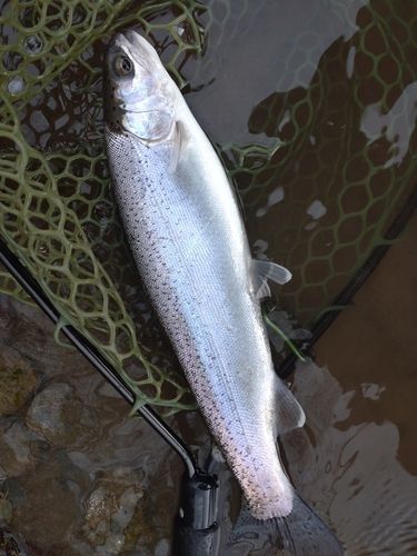 ニジマスの釣果