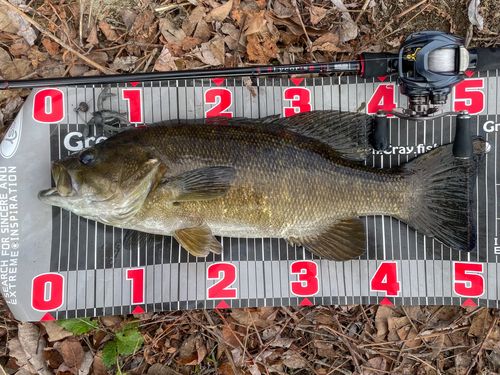 ブラックバスの釣果