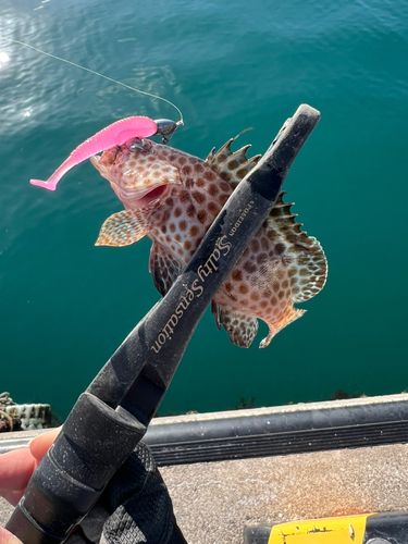 オオモンハタの釣果