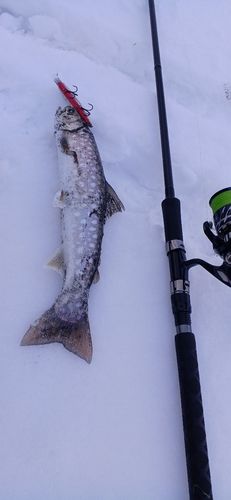 アメマスの釣果