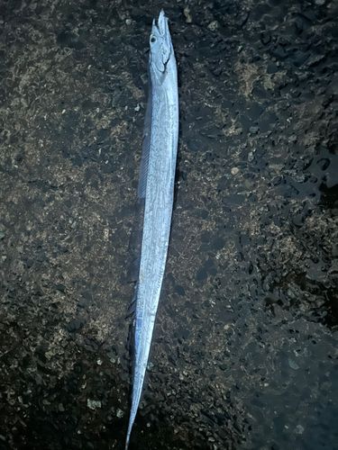 タチウオの釣果