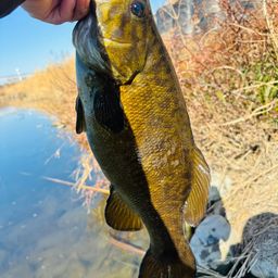 スモールマウスバス